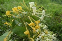 ��������ʳ�ù�Ч ��������ʳ�÷���