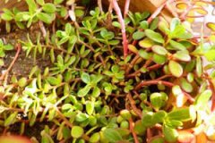 �����ȵĹ�Ч��ʳ�÷��� �����ȵĽ���