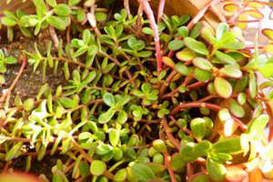 �����ȵĹ�Ч��ʳ�÷���