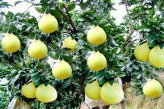 ���ӵĹ�Ч����������Щ ���ӵ�Ӫ����ֵ