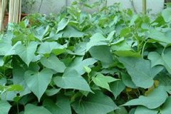 ����Ҷ��Ӫ����ֵ��ʳ�÷��� ����Ҷ������