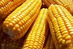 ���׵�������Ӫ����ֵ ���׵Ĺ�Ч