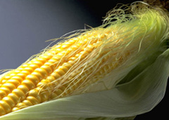 ������Ĺ�Ч������