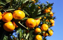 柑子的功效与作用