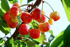 毛樱桃的营养价值