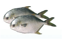 �����Ӫ����ֵ