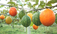 ����Ĺ�Ч������