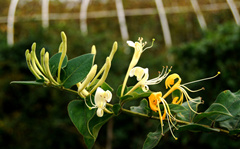 �������Ĺ�Ч�����ü�