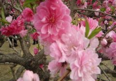 ������ʲô��˼ ����������֪