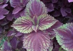 ��Ҷ�Ĺ�Ч������ ��Ҷ��ʲô��Ч