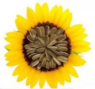 �Կ����ѵĹ�Ч����Щ ��������ʲô��Ч