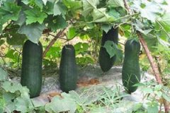 ȥʪ����ʳ��ʳ�� ʲôʳ��ȥʪ��