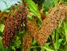 �����������ĺô� �����������ѳԷ�