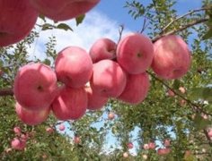 ƻ����ʳ�÷��� ��ȷ��ƻ���Է�