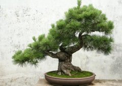 �޺�����ʲô��ˮ���� �޺�����ֲ�ķ�ˮѧ��