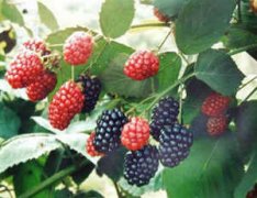 ��ҽ��������ʳ���Ƽ� ������������