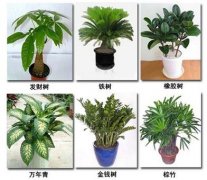 �Ҿ�ֲ��ڷ��˼�����Щ �Ҿ�ֲ���ˮ���