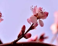 ������������֧�� ������ôԤ�����۹���