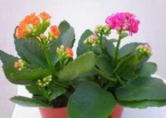 ���ٻ���ô�� ���ٻ�����ֳ����