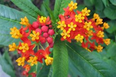 ������Ĺ�Ч����������Щ