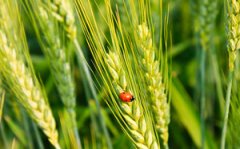 ���ʯ��ʲô�� ���ʯ��Դ���