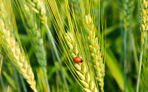 ���ʯ��ʲô�� ���ʯ��Դ���