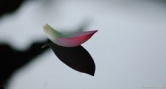 ���粻�ܳ�ʲô �������ʳ����