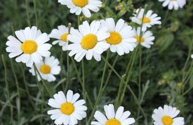 除虫菊怎么养 除虫菊养殖方法介绍
