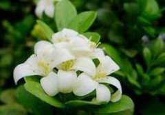 ���������ֳ���� ��ô��ֳ������