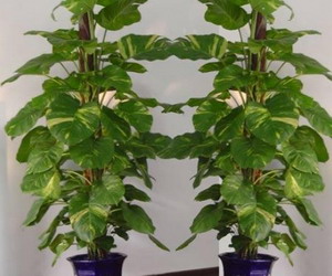 客厅电视柜两边适合摆放什么植物