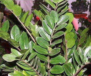 客厅放什么植物 哪些植物适合放客厅