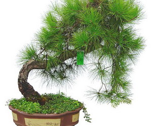 客厅放什么植物 哪些植物适合放客厅