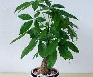 客厅放什么植物 哪些植物适合放客厅