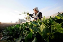 �������ձ�����ȾʳƷ������ʾ