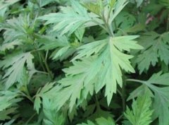 ���ݵ����� Ů�Ե���ֹѪ�ĺð���