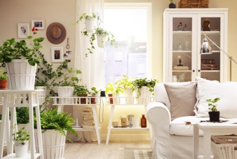 新房除味方法之植物