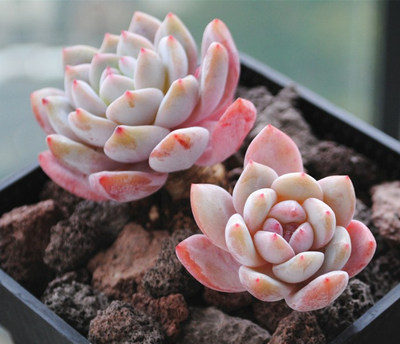 ����ֲ������˺������� ����ֲ������ж���