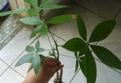 ������Ҷ�ӷ�����ô�� ����������ֳ����