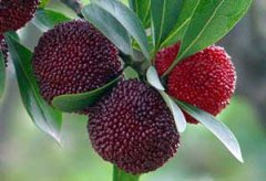 ����÷�ĺô� ����÷��������