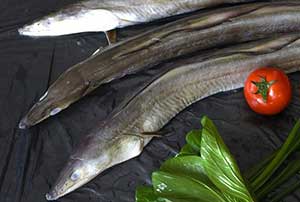 ����Ĺ�Ч������