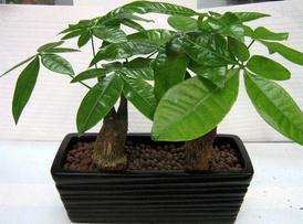 �������ԼҾӻ�����Ӱ������Щ