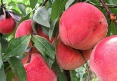 ˮ���Ҽ�� ˮ���ҵ�Ӫ����ֵ