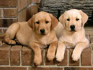 ������ĺô�