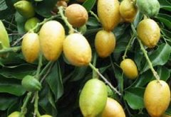 ��Ƥ����ˮ�ȵĹ�Ч������ �ļ������������