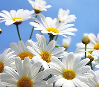 ��ʾյĹ�Ч������