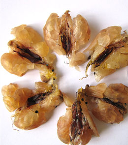 ѩ����ʲô ѩ������Щ��Ч