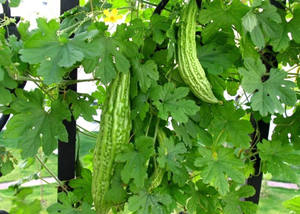 ���ѡ��� �Կ������Щ�ô�