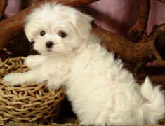 B��Ѫ�����ʺ����ĳ��� �ʺ�������˳���