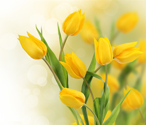 2015年双鱼座的幸运花 双鱼座2015年幸运花