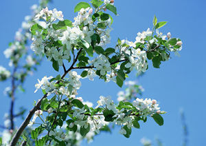 2015�괦Ů�������˻� ��Ů��2015�����˻�